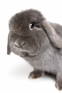 lapin
