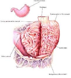 gastro-estomac
