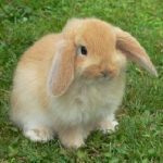 lapin