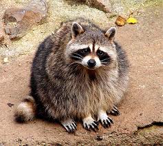 raton raton
